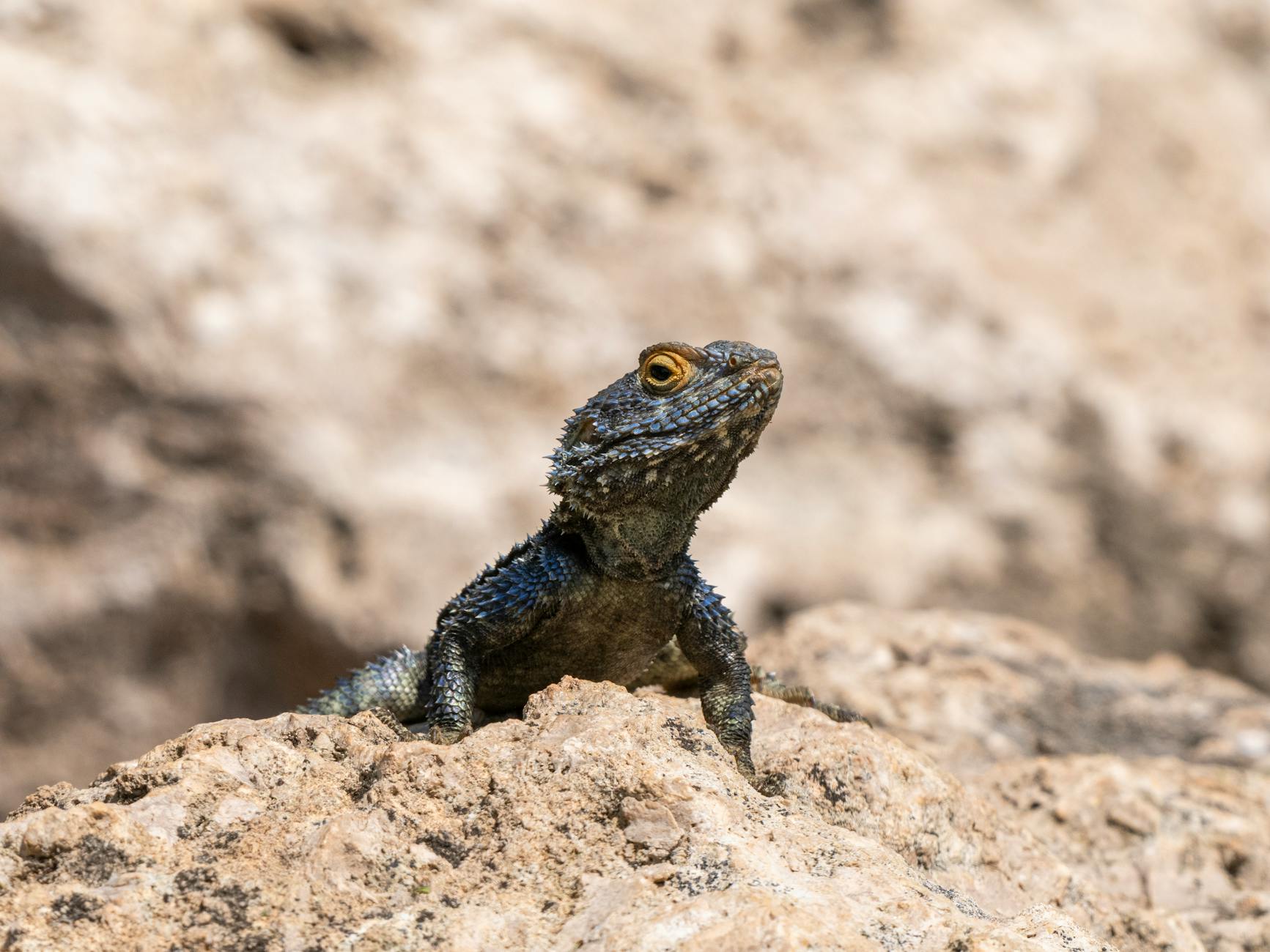 agama brodata morfologie