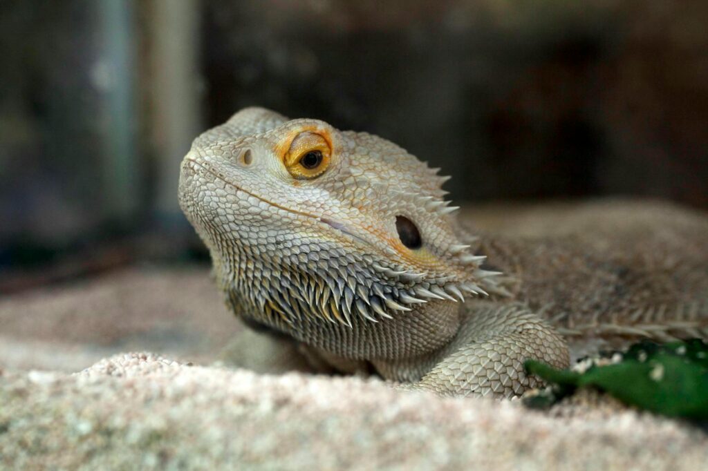 agama brodata morfologie