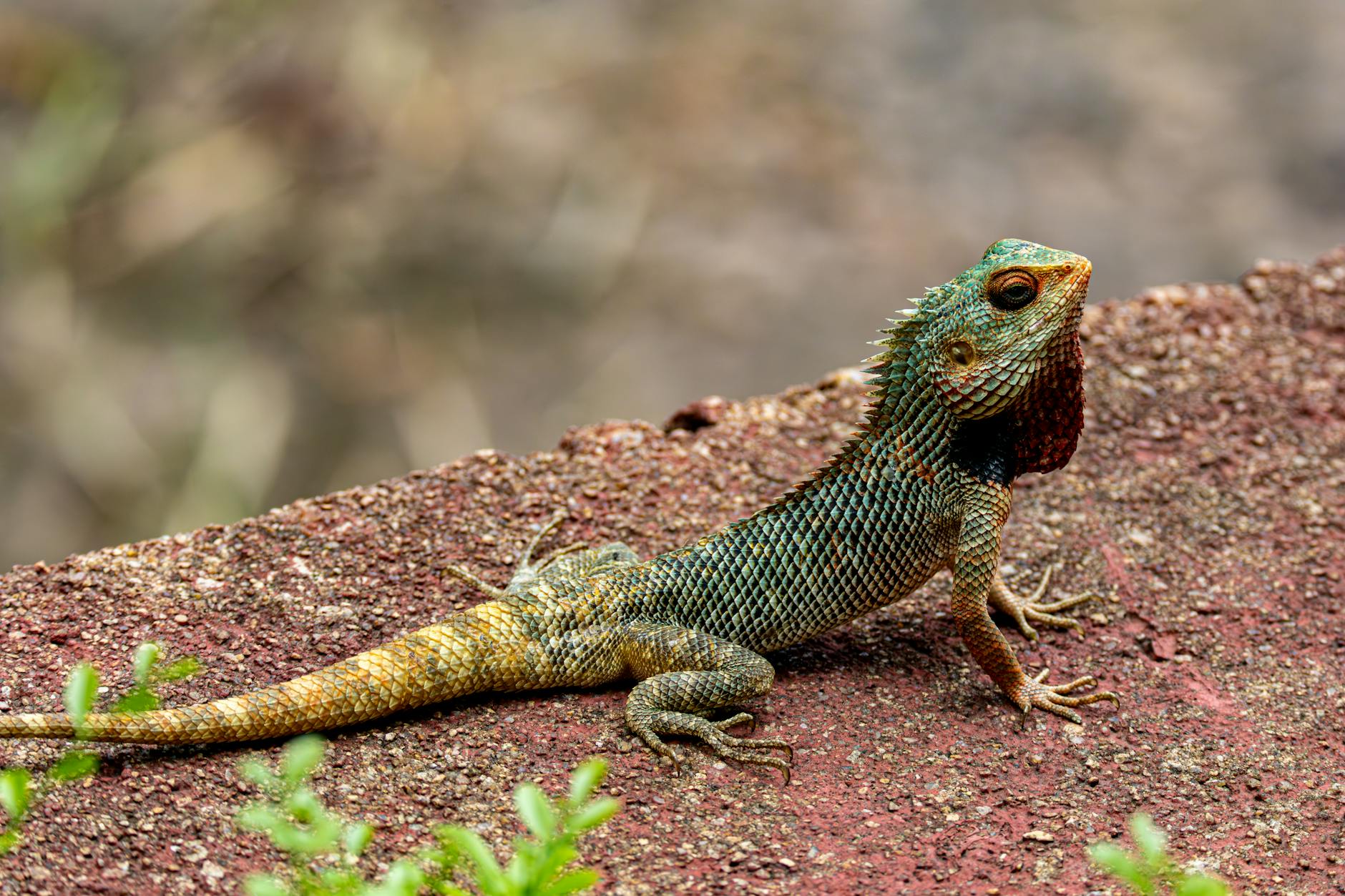 agama brodata nie je