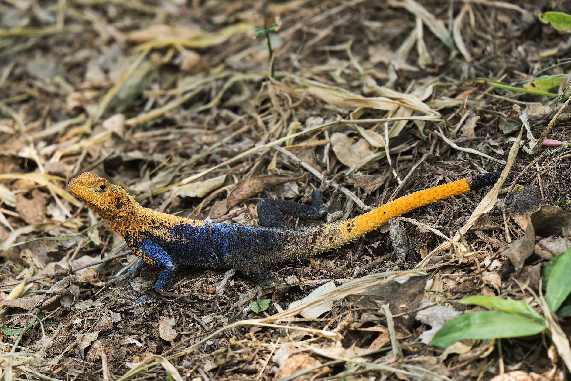 agama brodata samiec samica