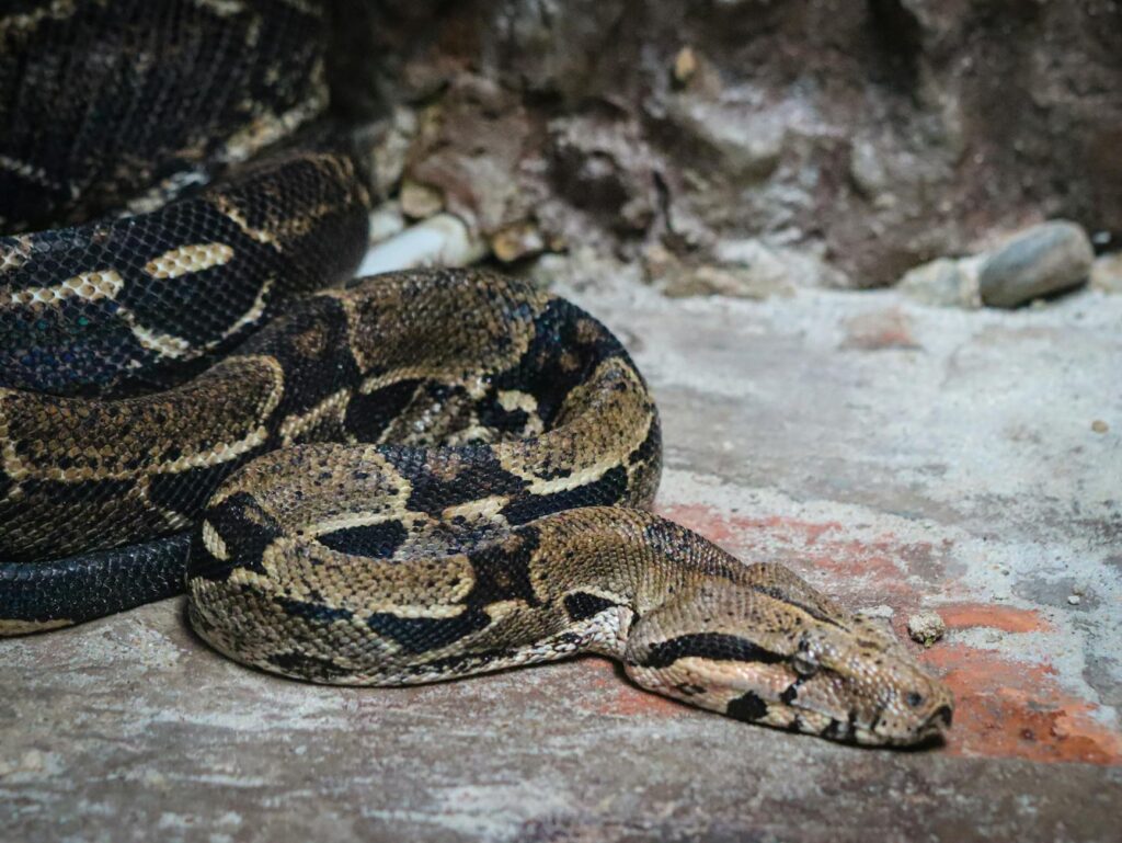boa dusiciel podrozumiana