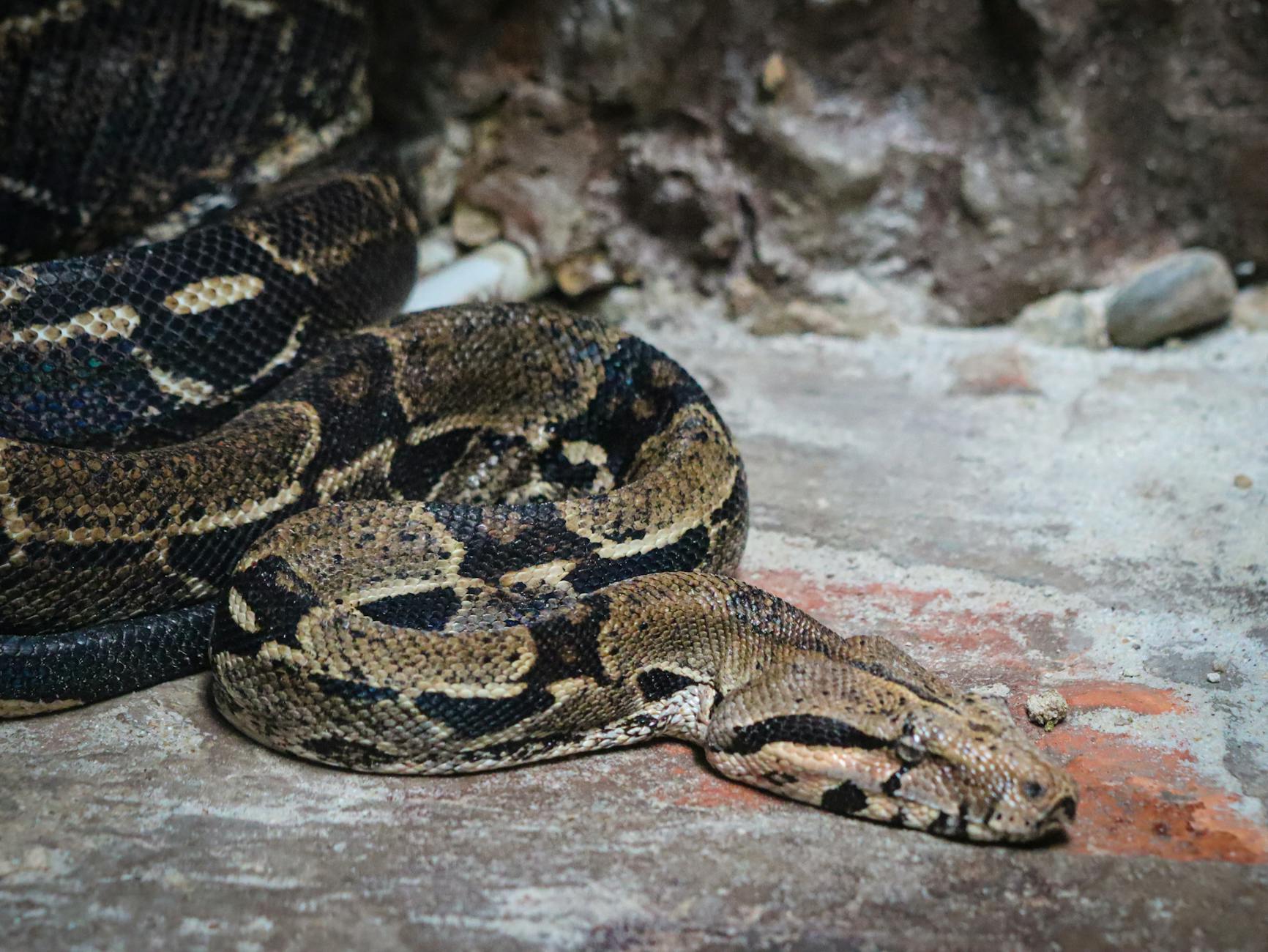 boa dusiciel podrozumiana