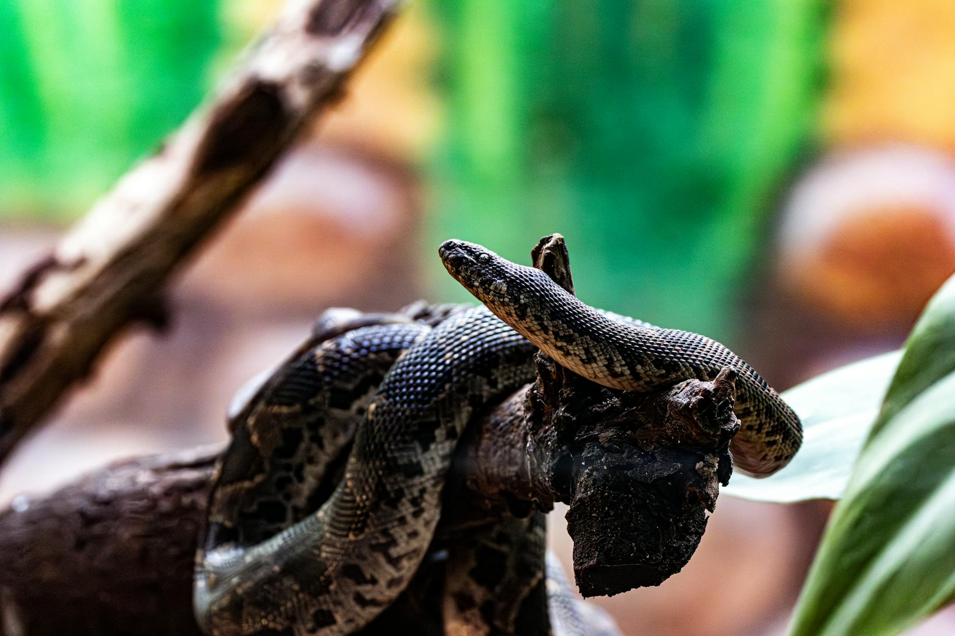 boa zwykła temperatura wilgotność