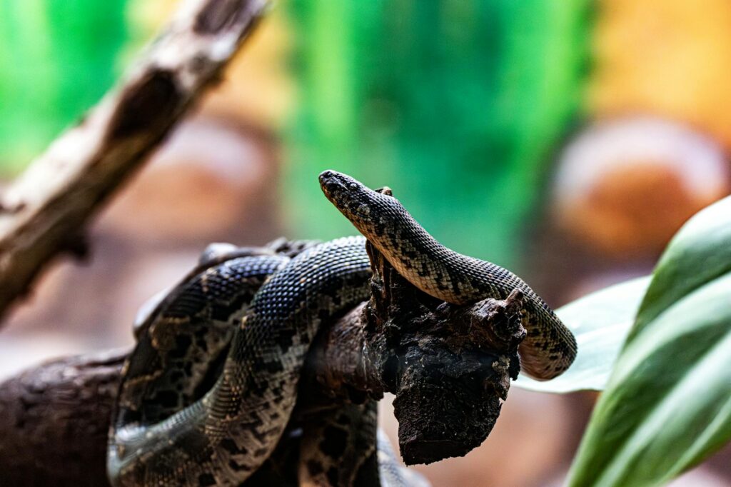 boa zwykła temperatura wilgotność