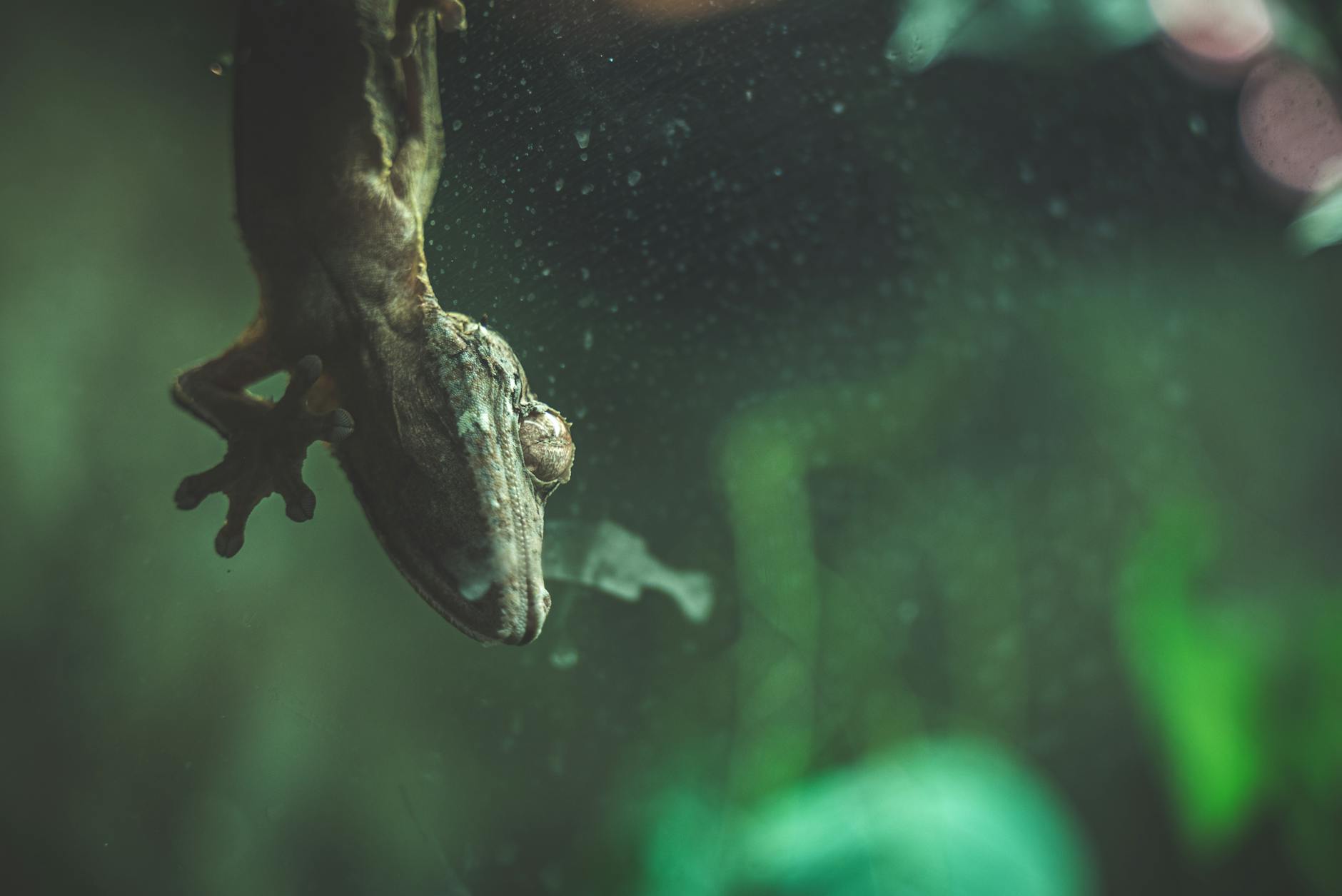 gekon madagaskarski dieta rośliny