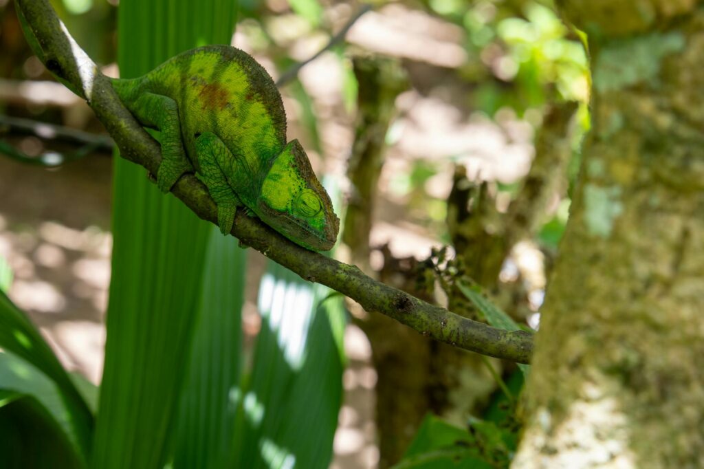 gekon dzienny madagaskarski