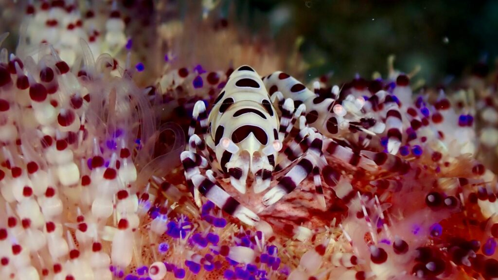 gekon lampartowy cena