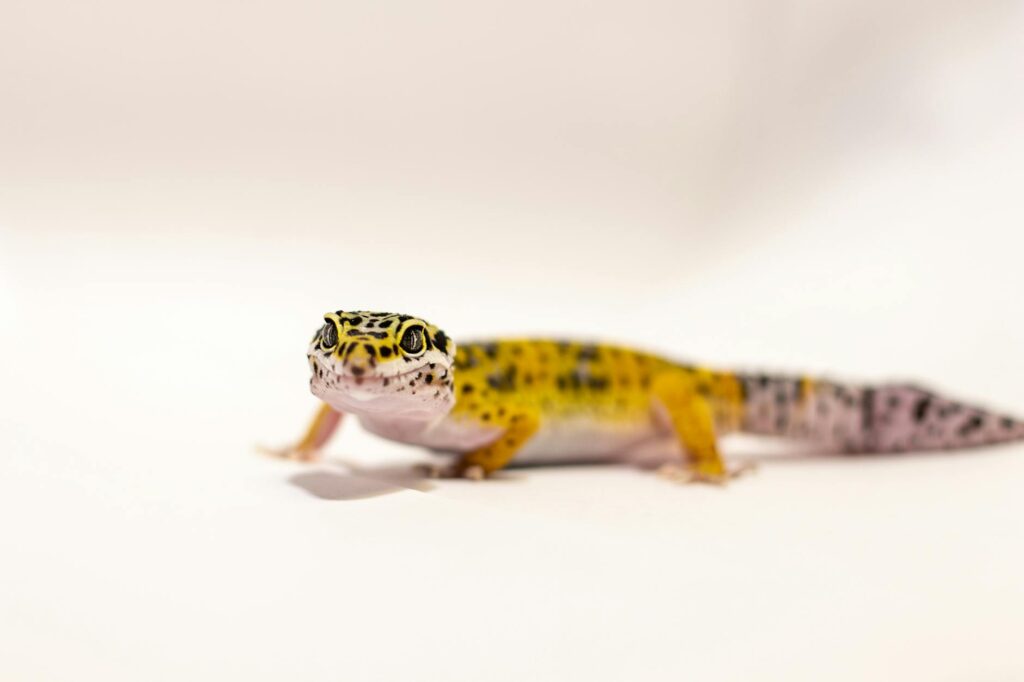 gekon lampartowy suplementacja wapniem