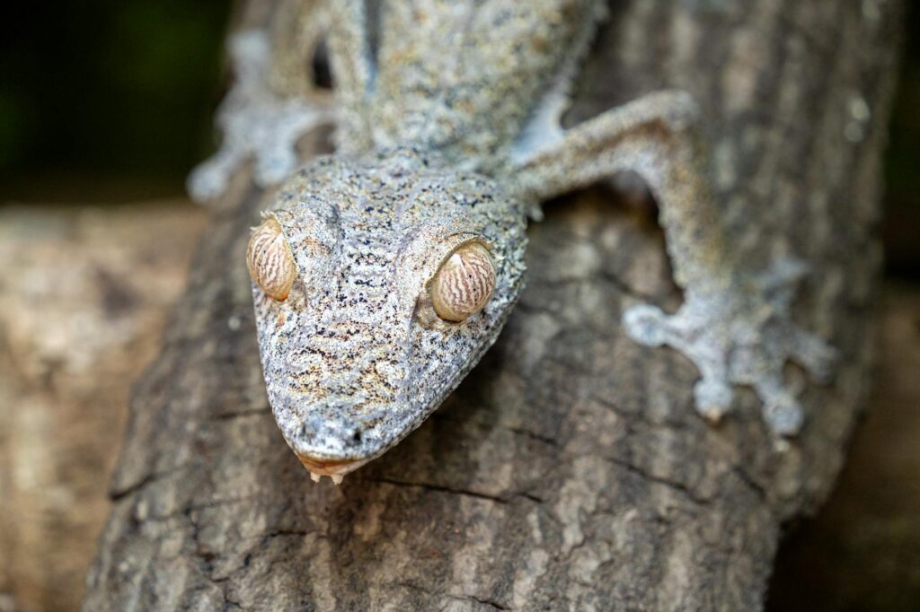 gekon rzęsaty karmienie