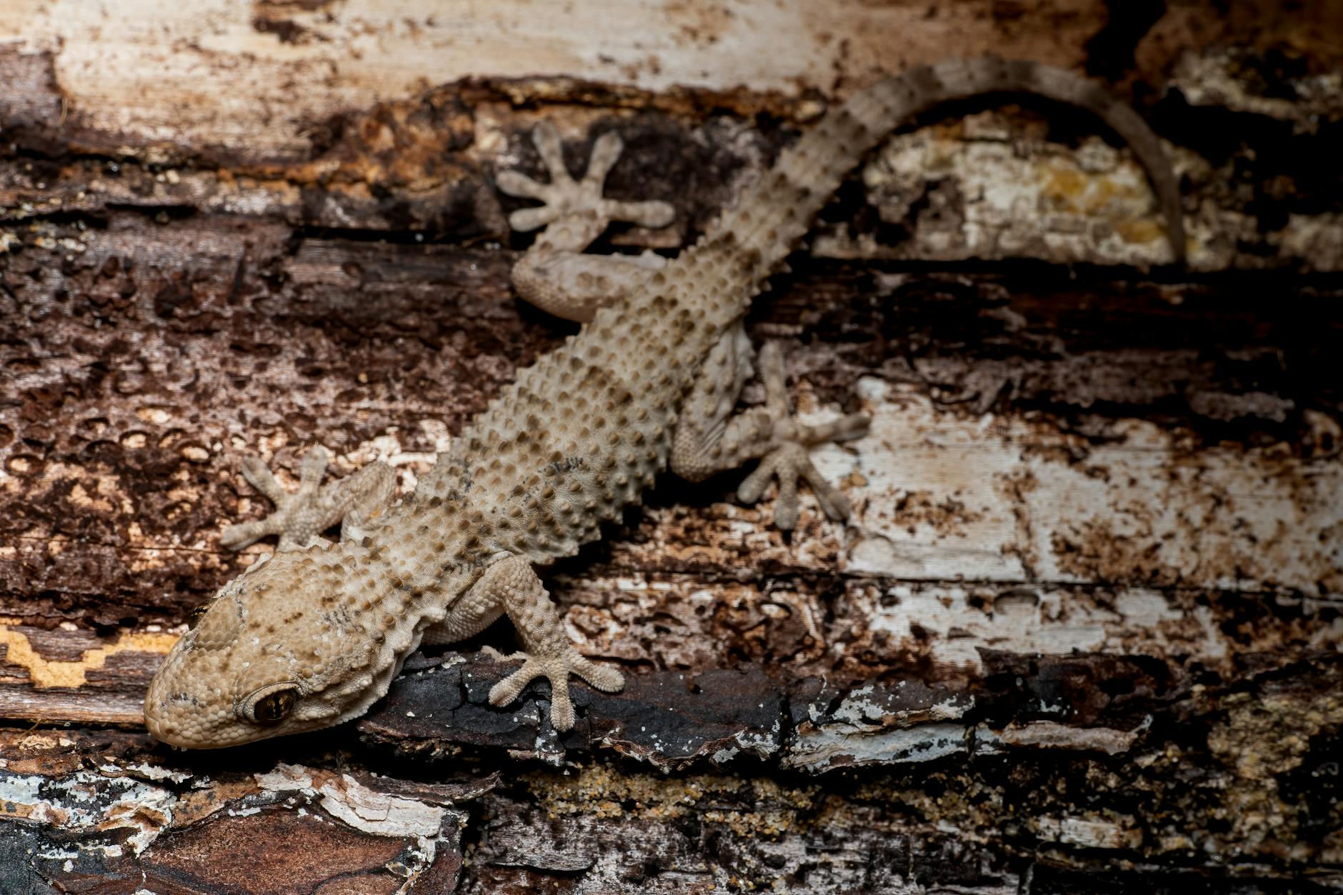 gekon rzęsaty morfologie