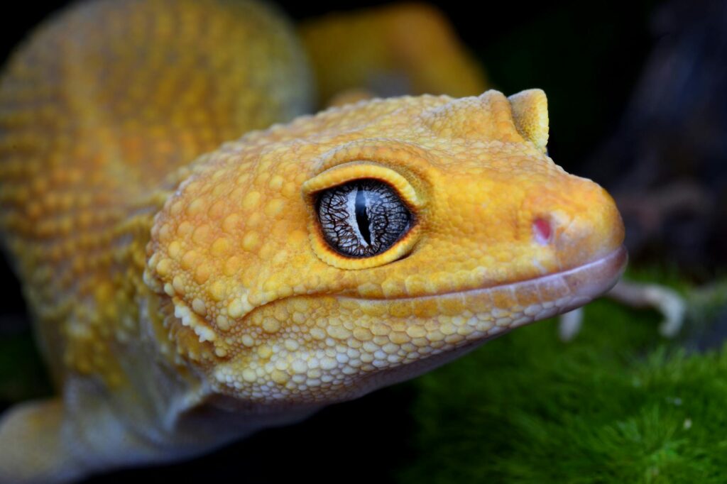 gekon rzęsaty rozmnażanie jaja