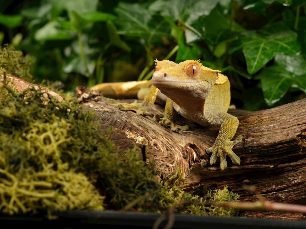 gekon rzęsaty zastrzał