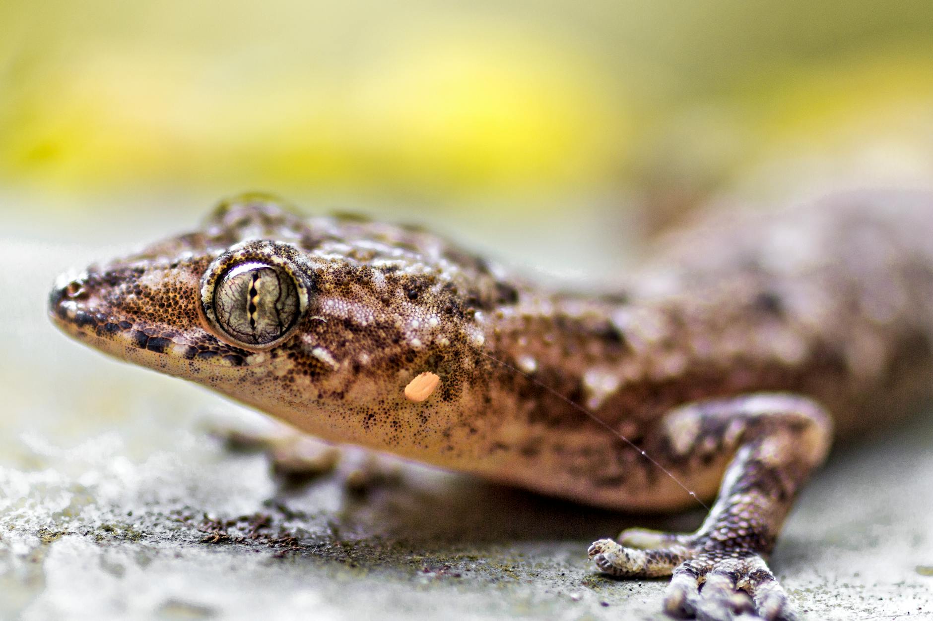 gekon tokay dźwięki głos