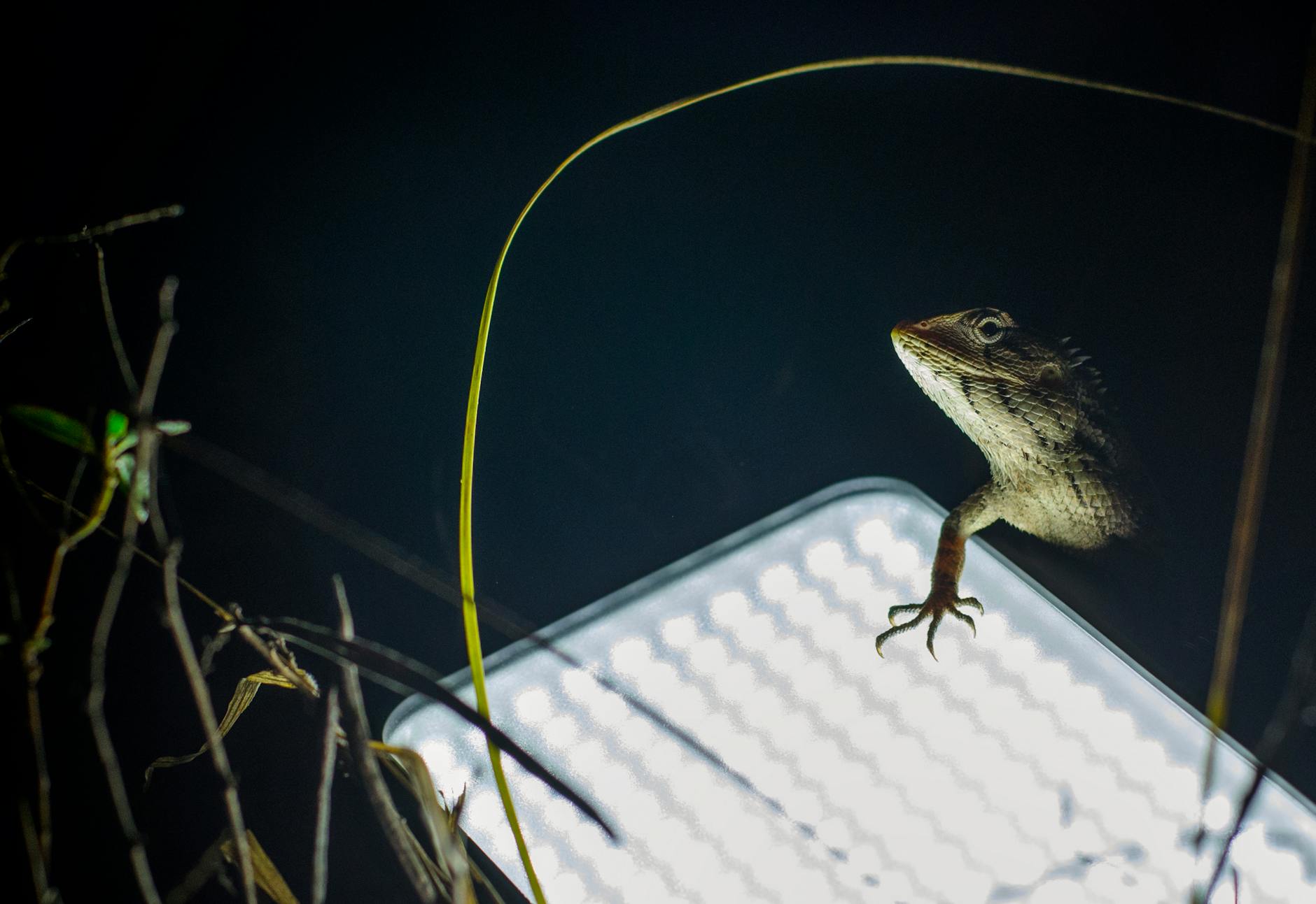 gekon tokay oświetlenie LED UVB
