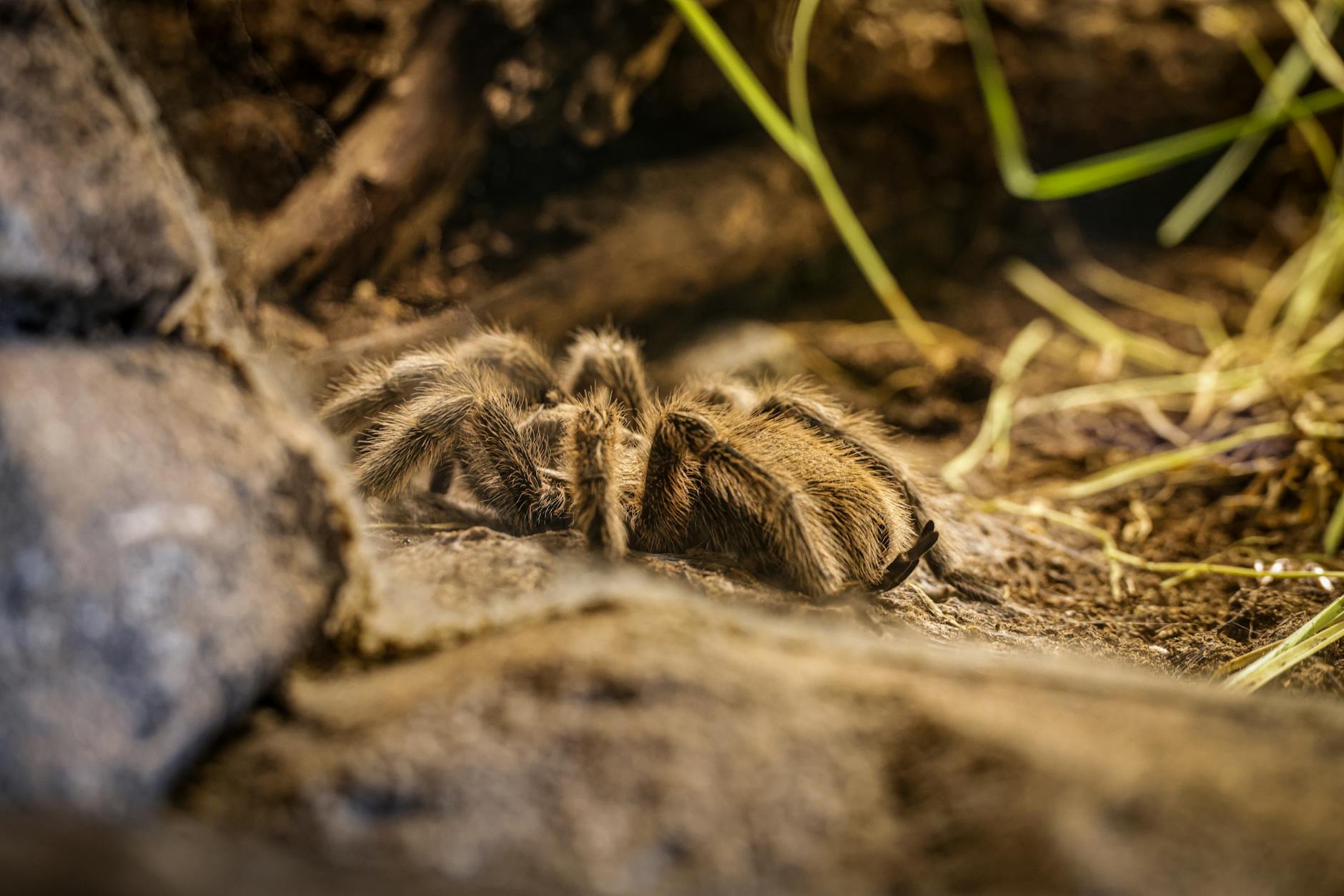Grammostola pulchripes – pielęgnacja ptasznika
