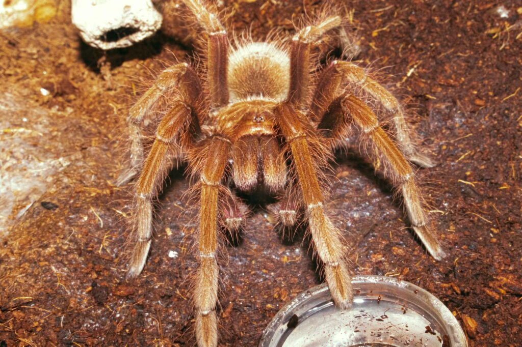grammostola pulchripes pielęgnacja