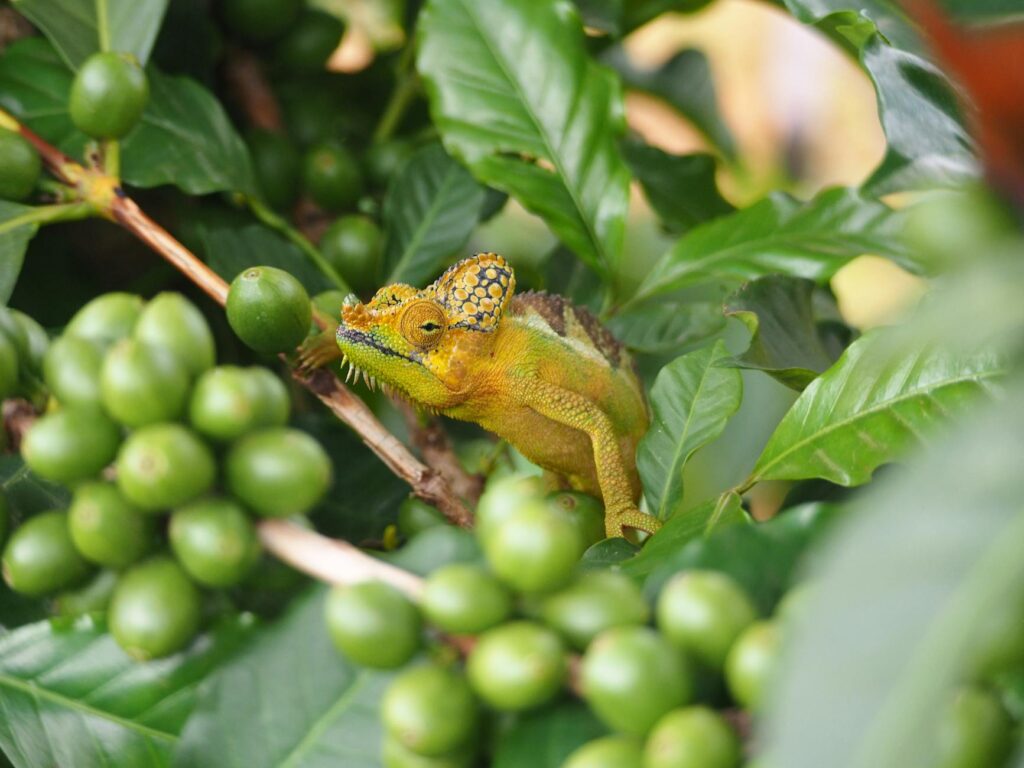 insekty karmowe dla gadów