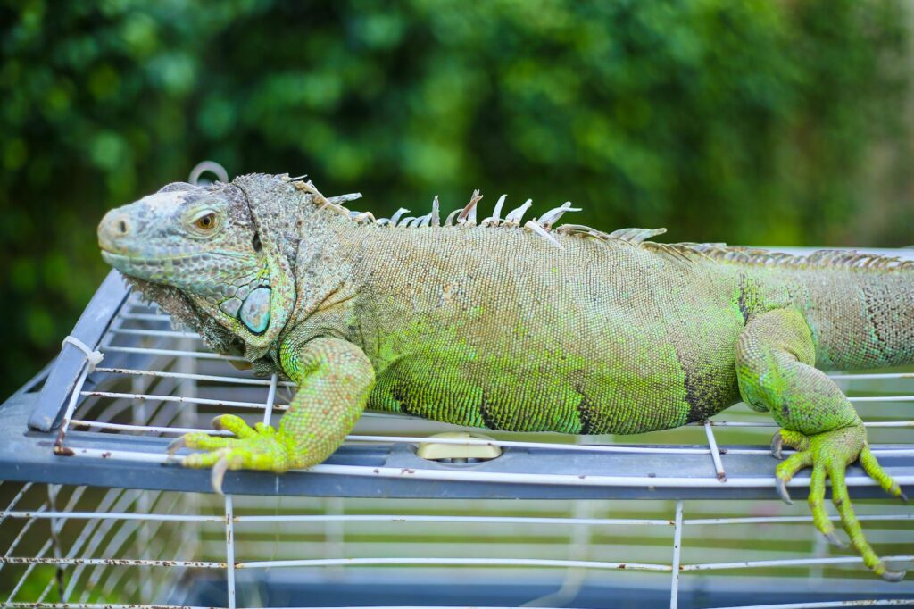 legwan zielony temperatura wilgotność
