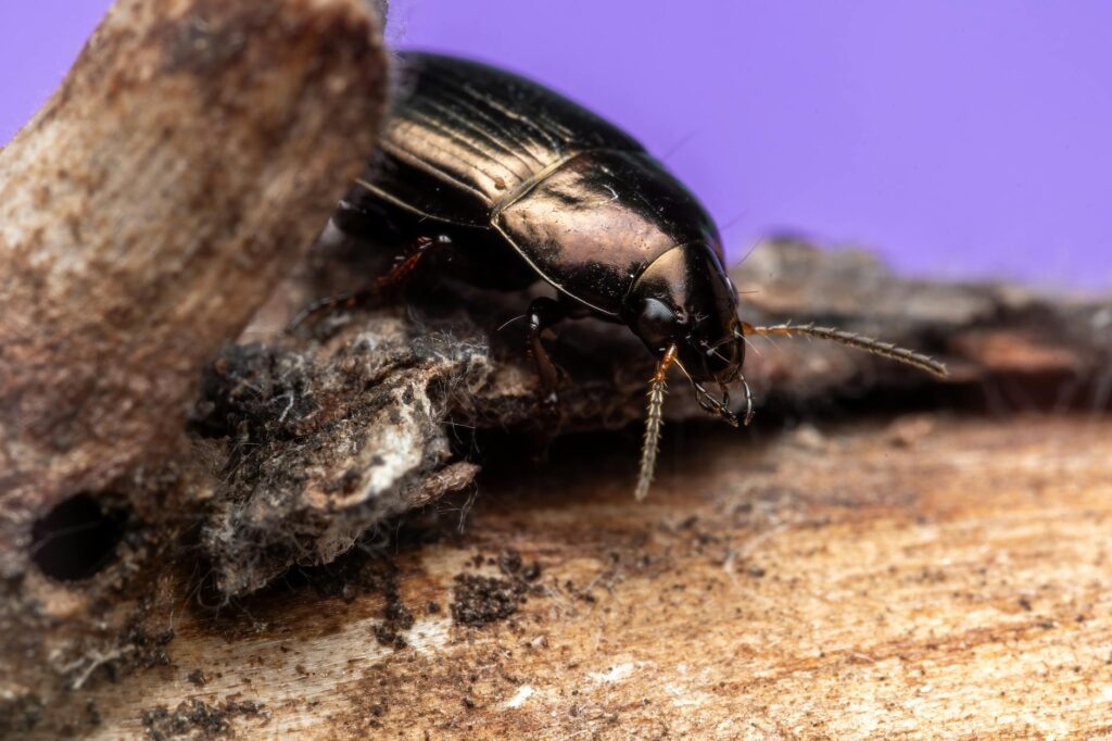 mącznik młynarek hodowla