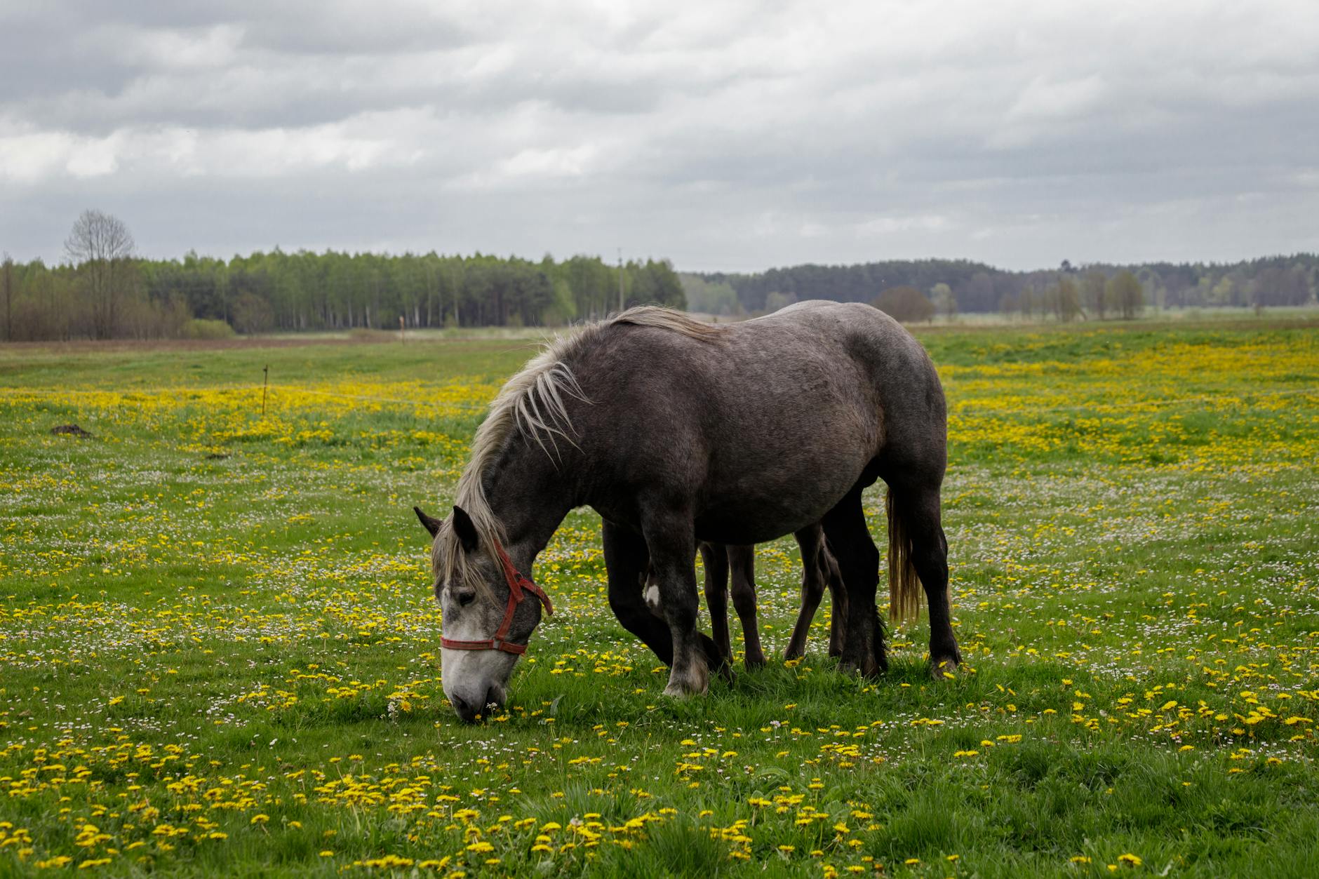 mącznik młynarek hodowla