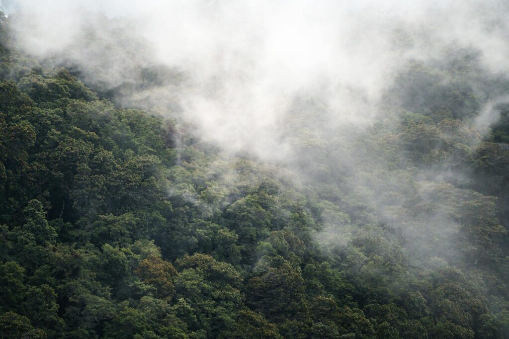 mgiełkownica do terrarium