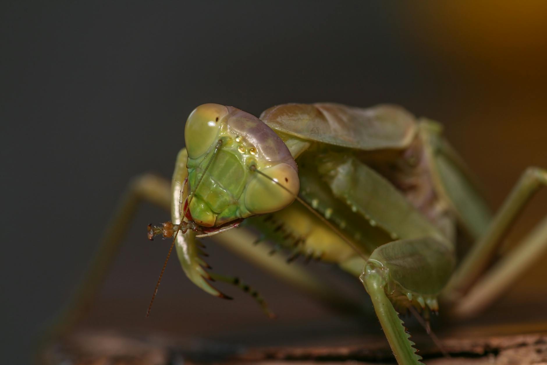 modliszka hodowla terrarium