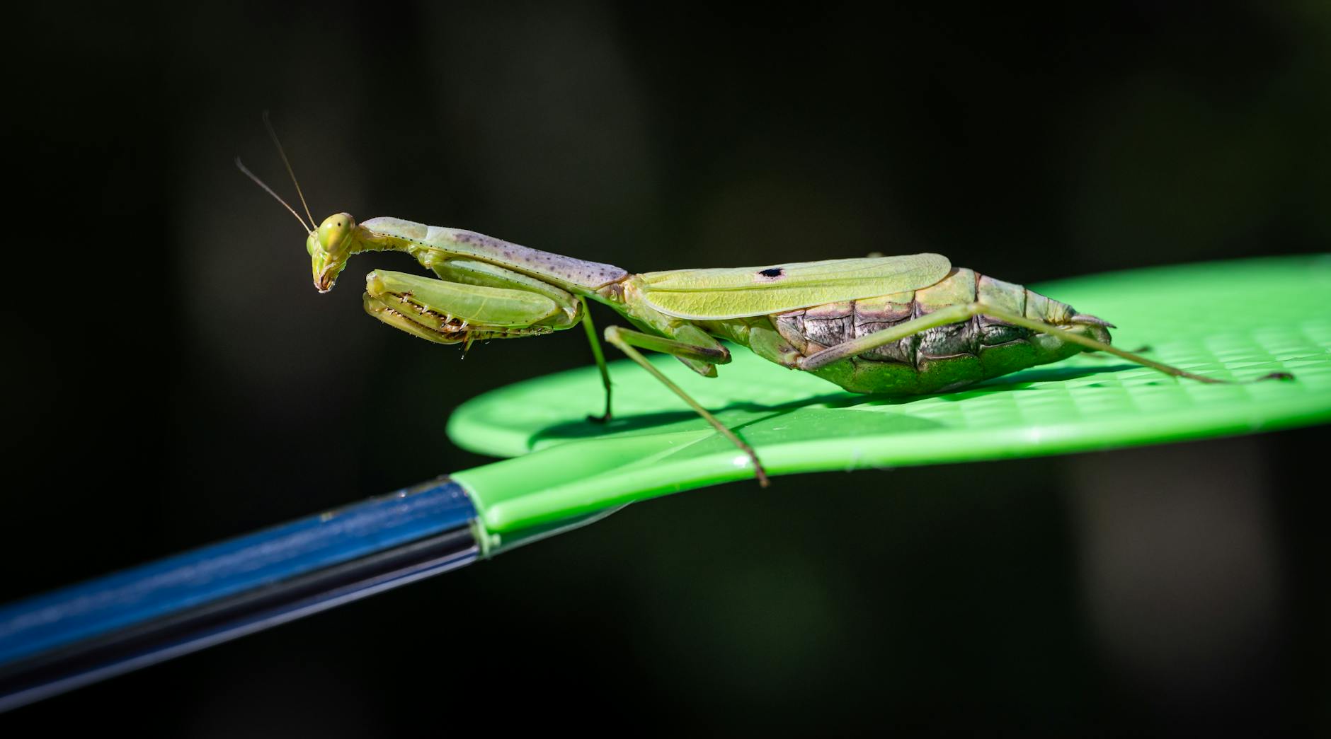 Modliszka Sphodromantis – hodowla krok po kroku