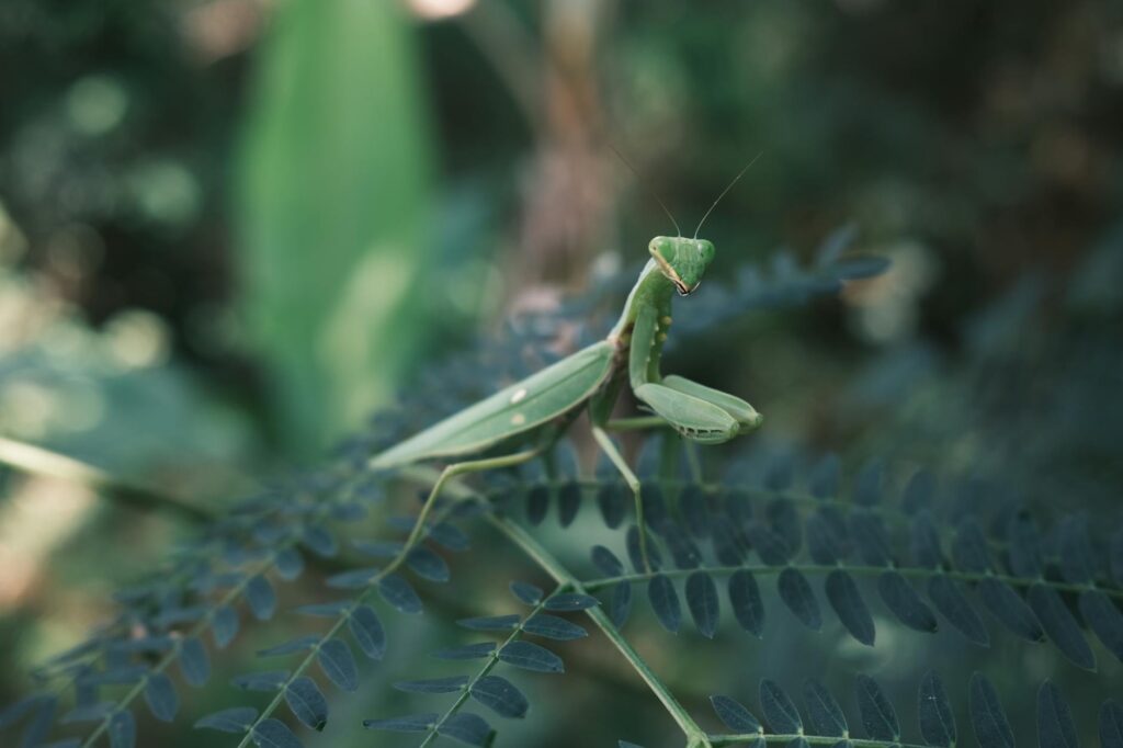 modliszka Sphodromantis hodowla