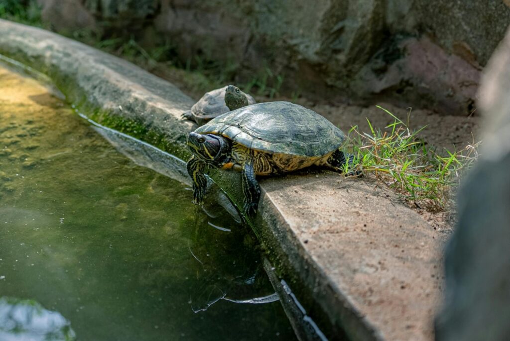 odwodnienie gadów objawy