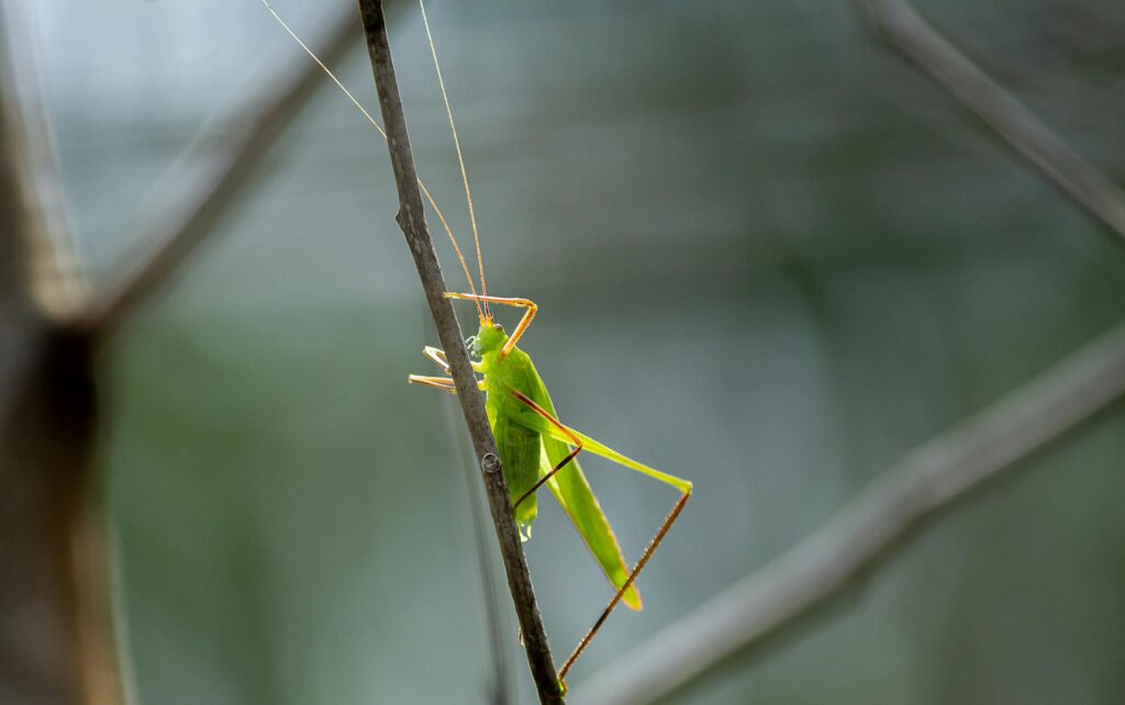 patyczak hodowla terrarium