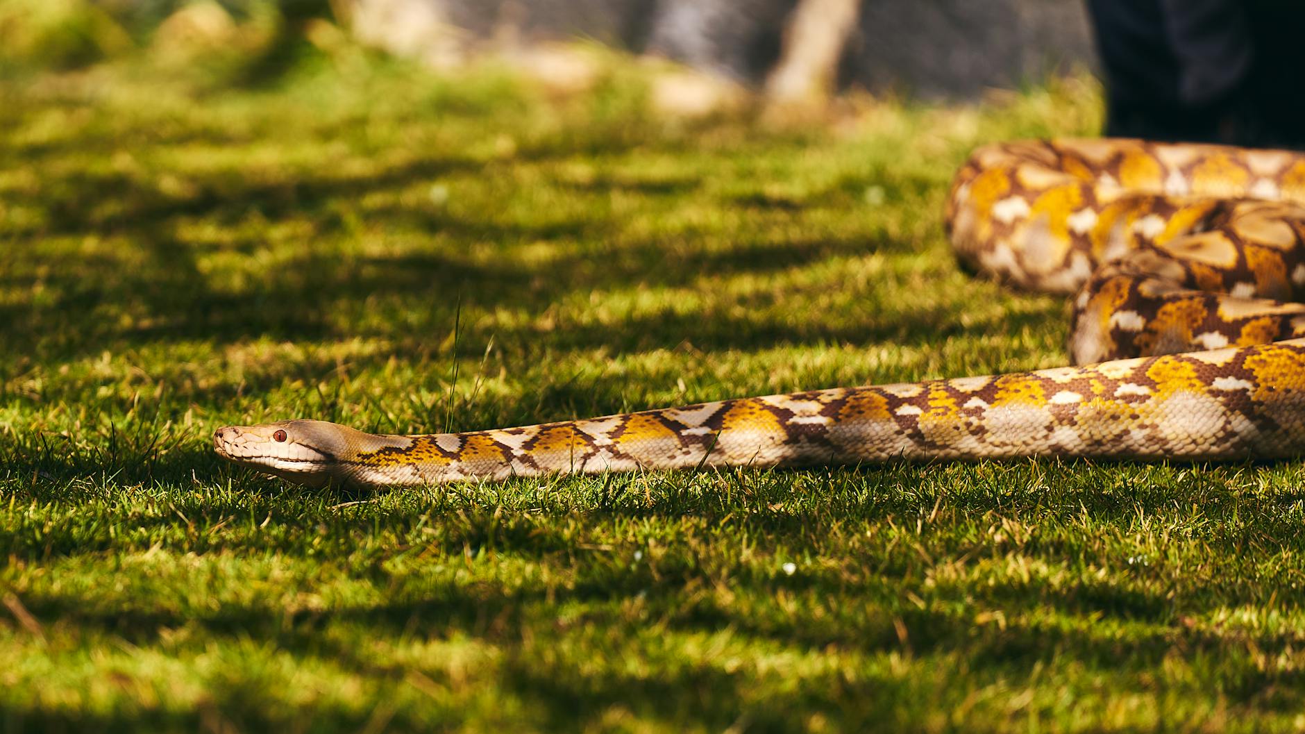 pyton koralowy hodowla