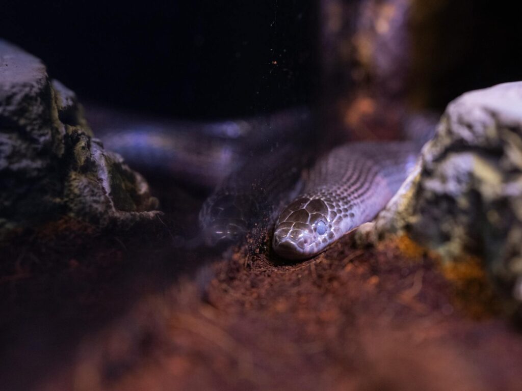 pyton koralowy hodowla