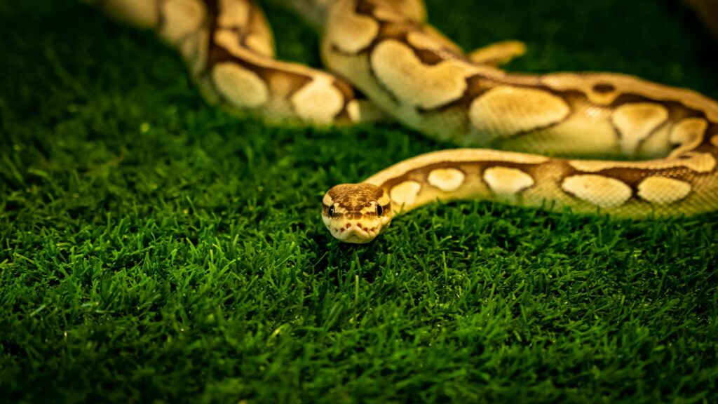 pyton królewski morfologie