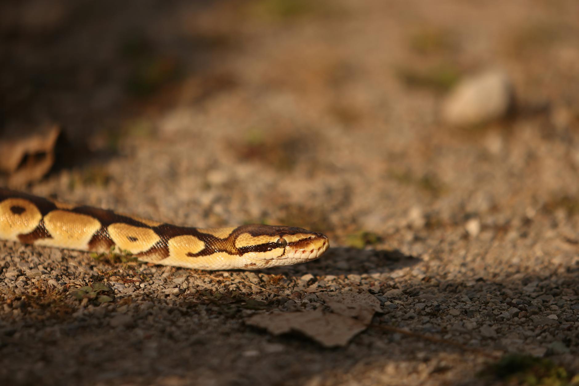 pyton królewski zaparcia wypróżnienia