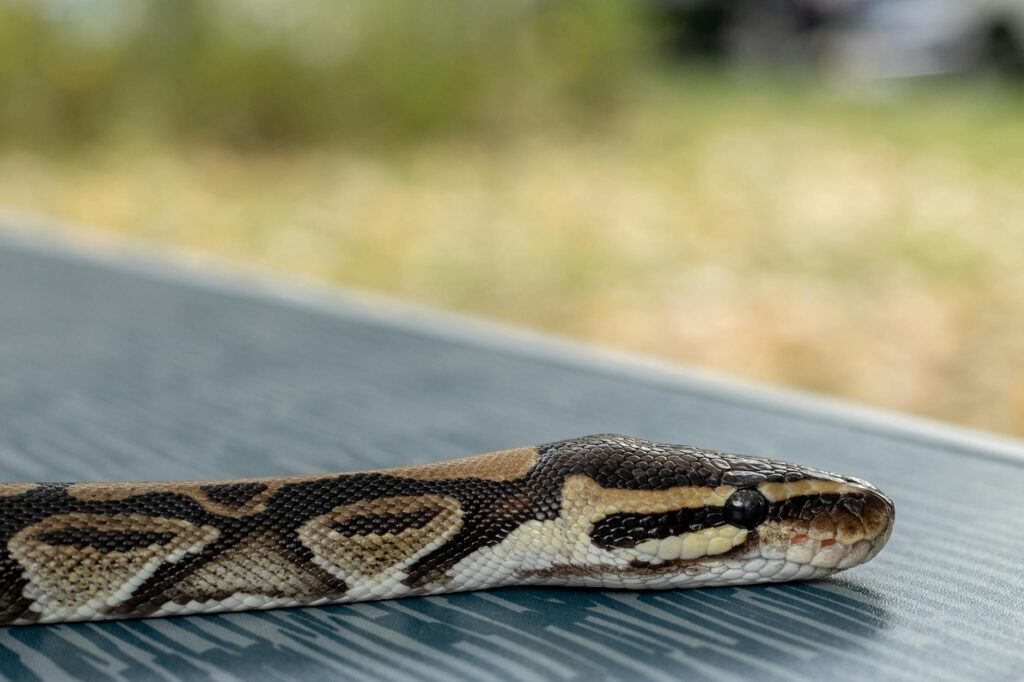 pyton królewski zaparcia wypróżnienia