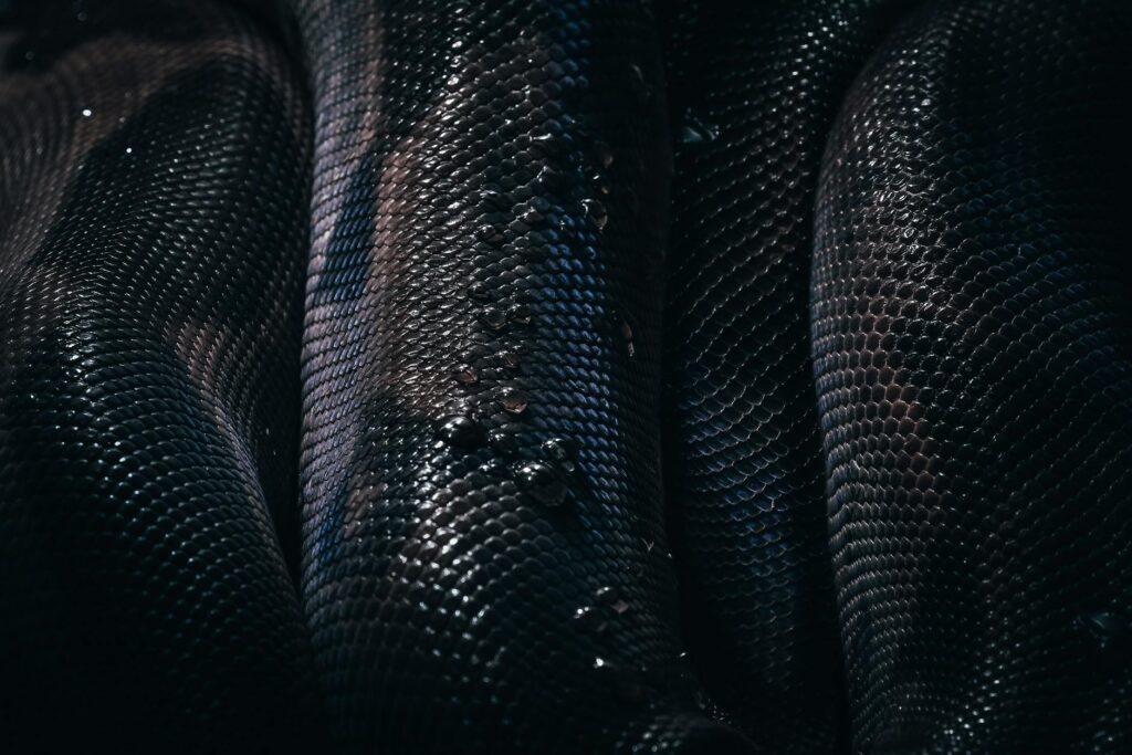 roztocza u węży leczenie