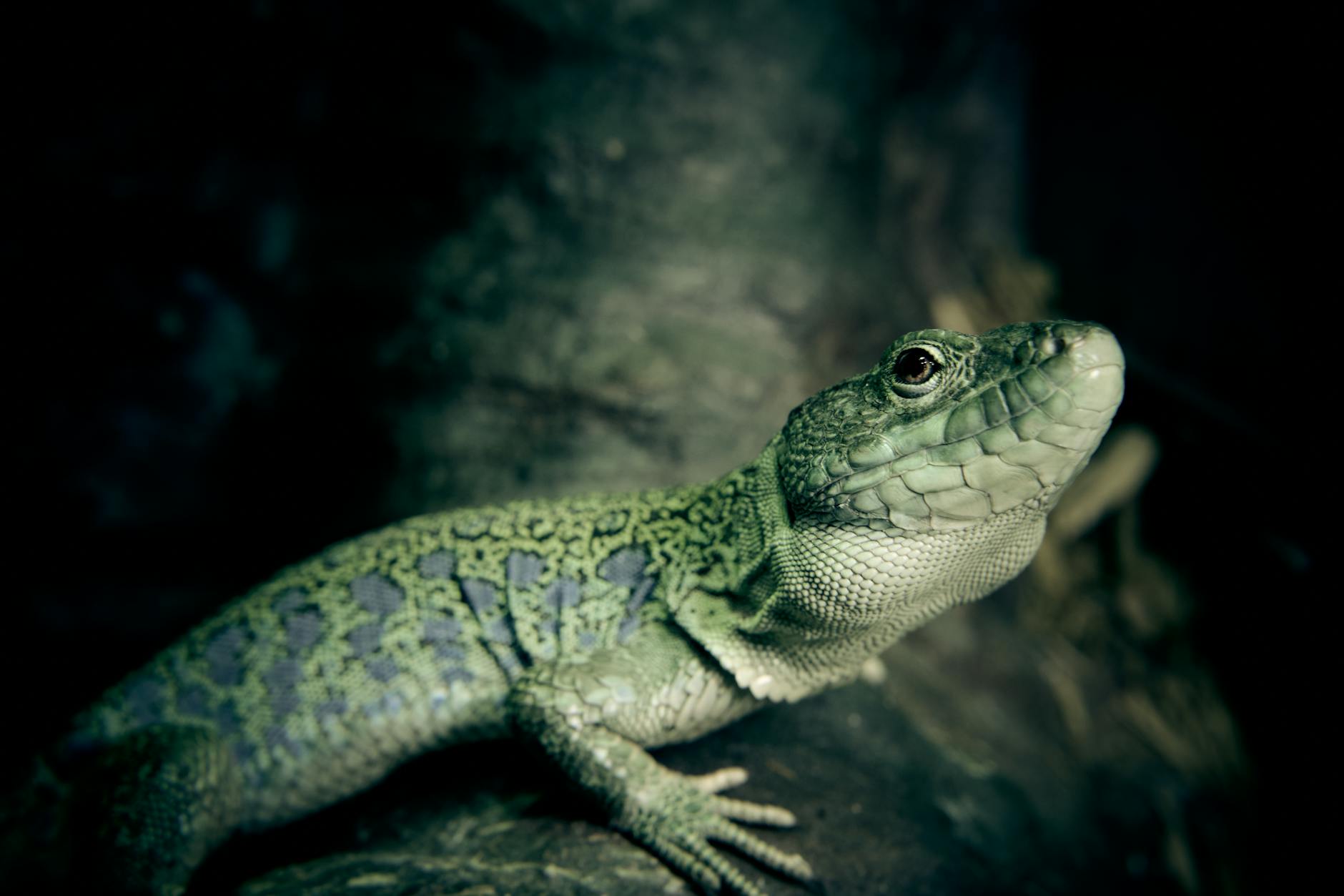 scynk błękitnojęzyczny hodowla
