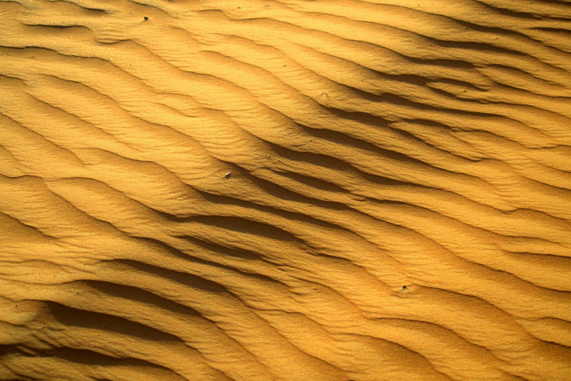 Skorpion Androctonus – czy jest naprawdę niebezpieczny?