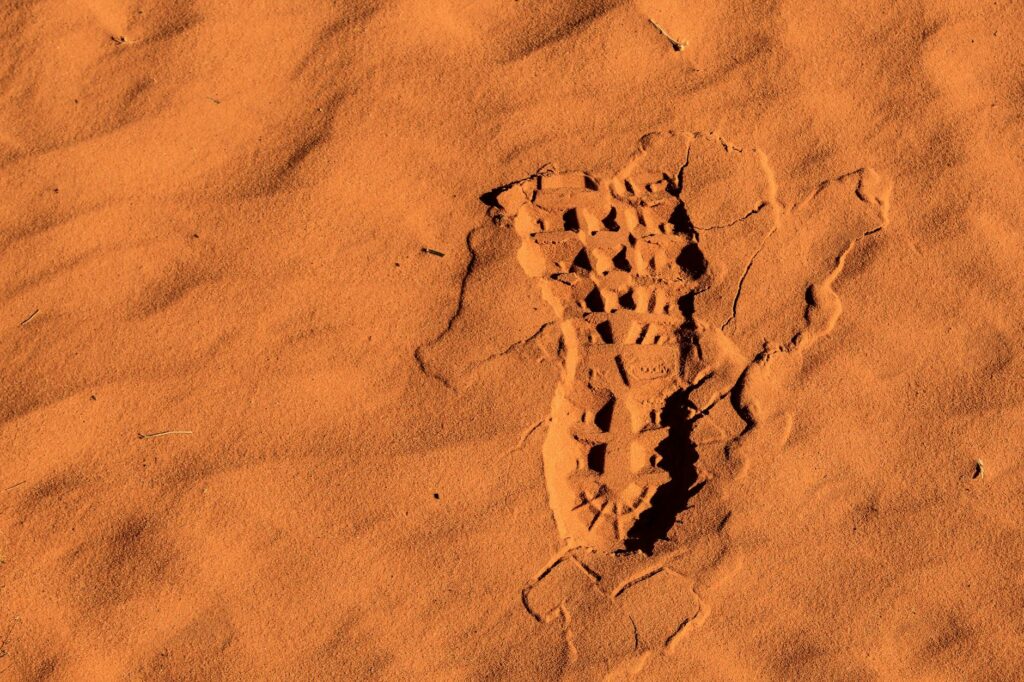 skorpion Androctonus niebezpieczny