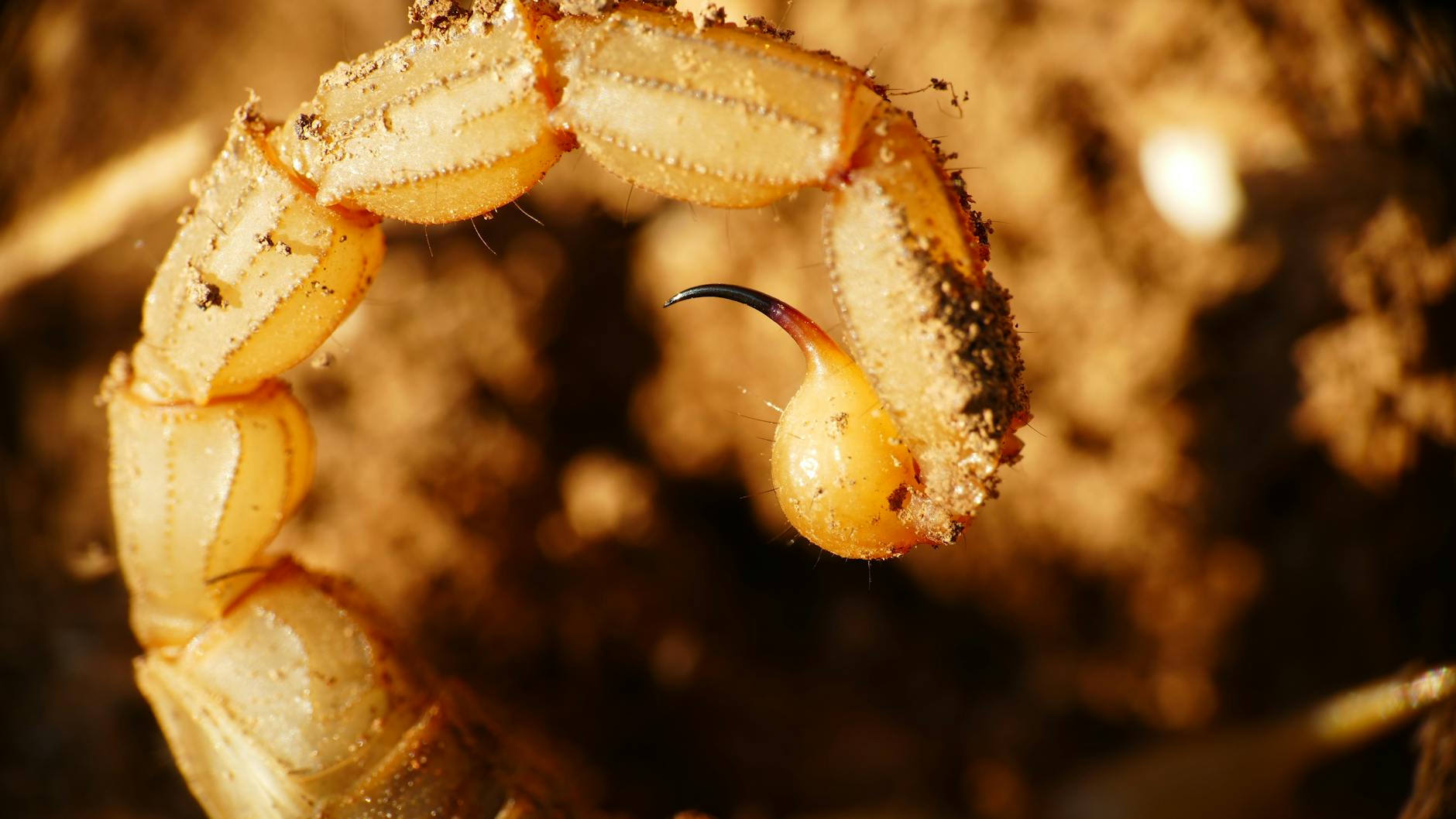 skorpion cesarski karmienie