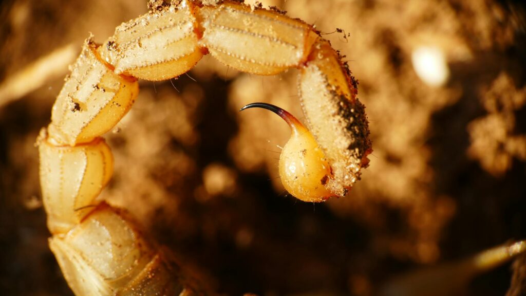 skorpion cesarski hodowla