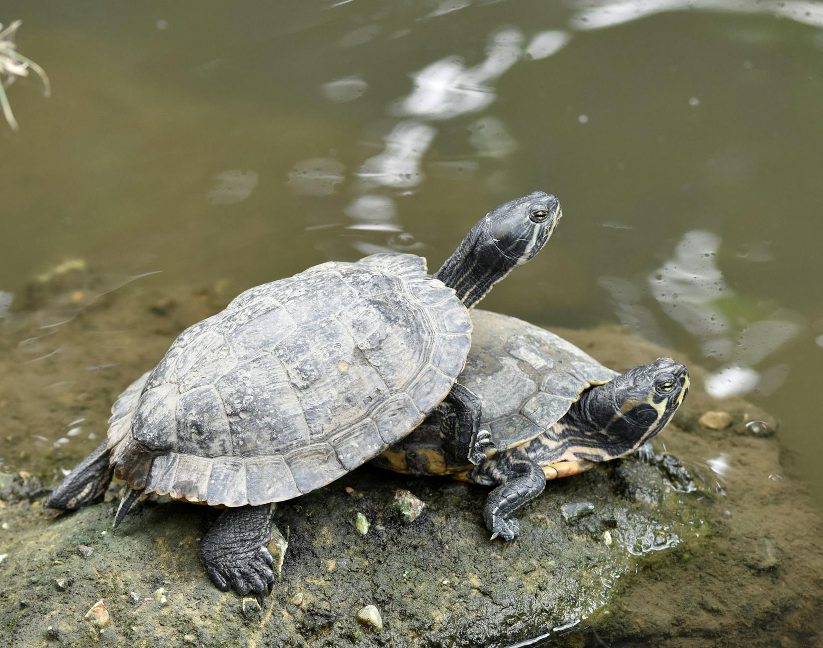 Terrarium dla żółwia lądowego – kompletny poradnik
