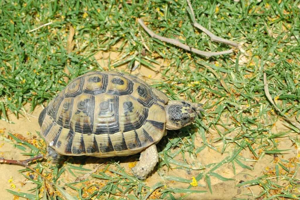 terrarium dla żółwia lądowego