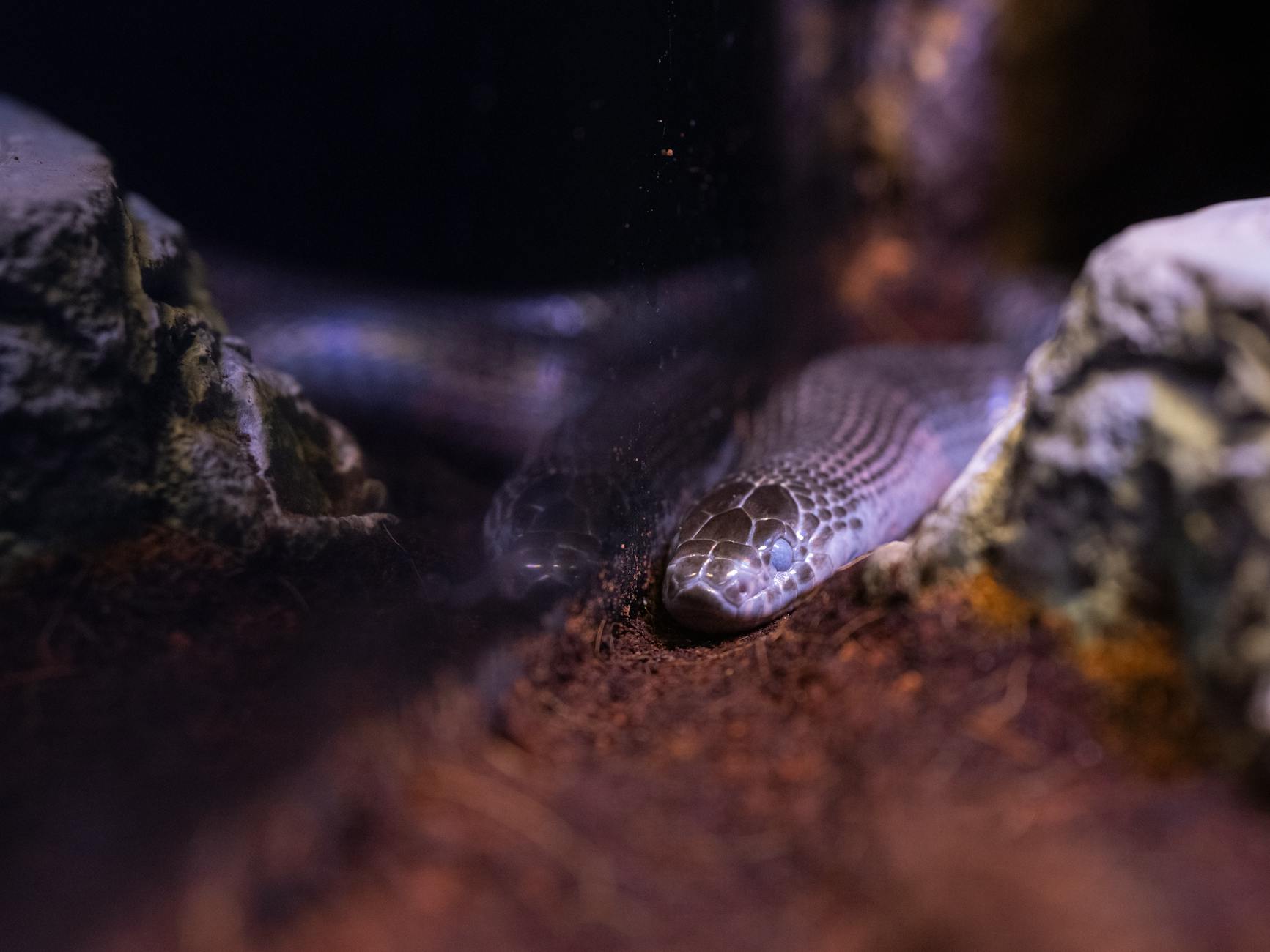 Terrarium suche pustynne – kompletny setup krok po kroku