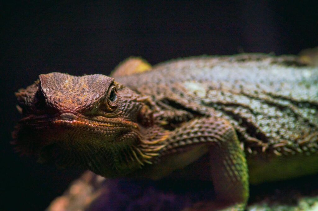 terrarium zimą temperatura