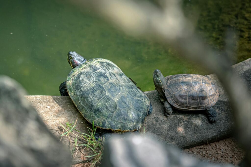 żółw czerwonolicy ile żyje