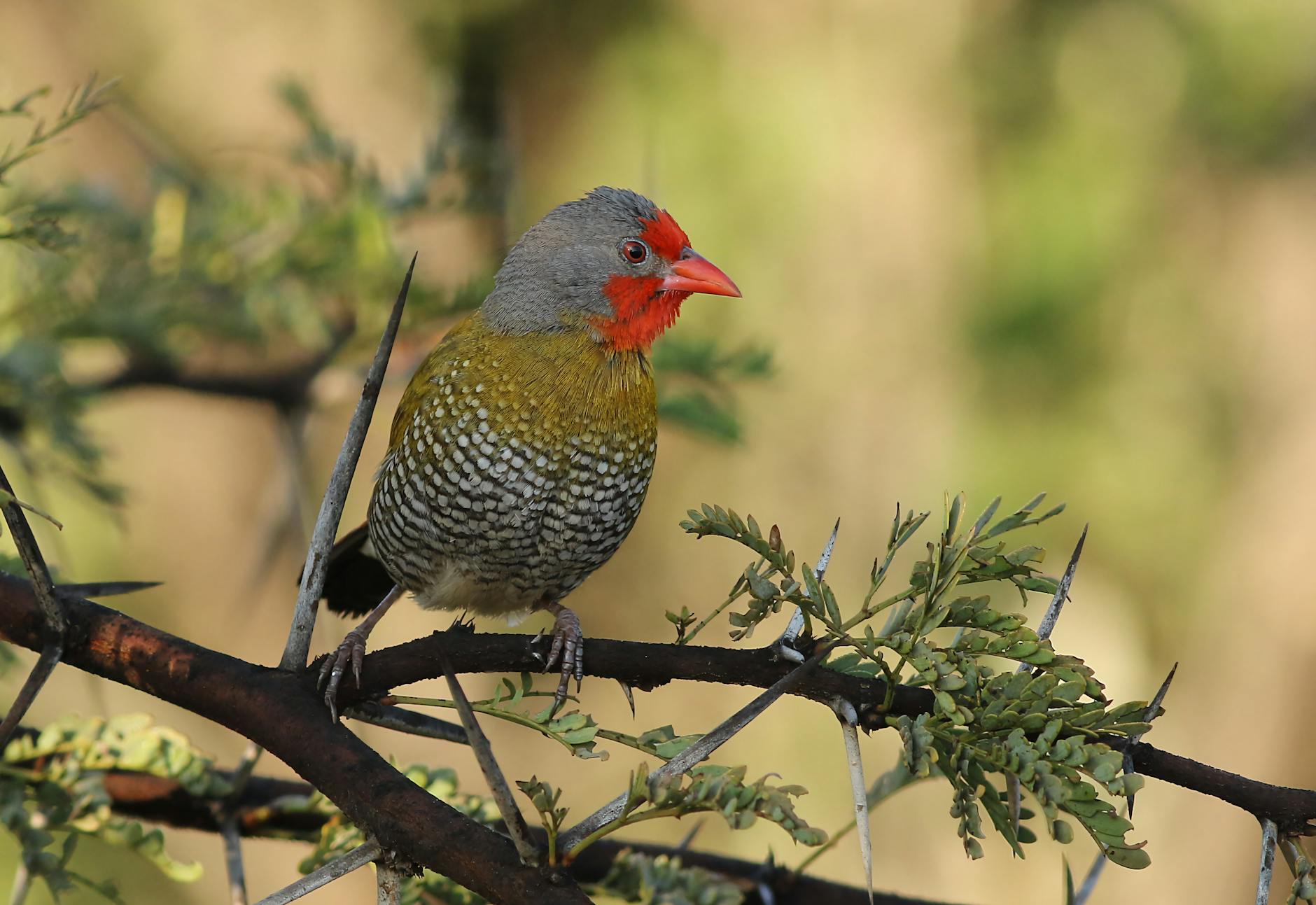 żółw czerwonolicy ile żyje