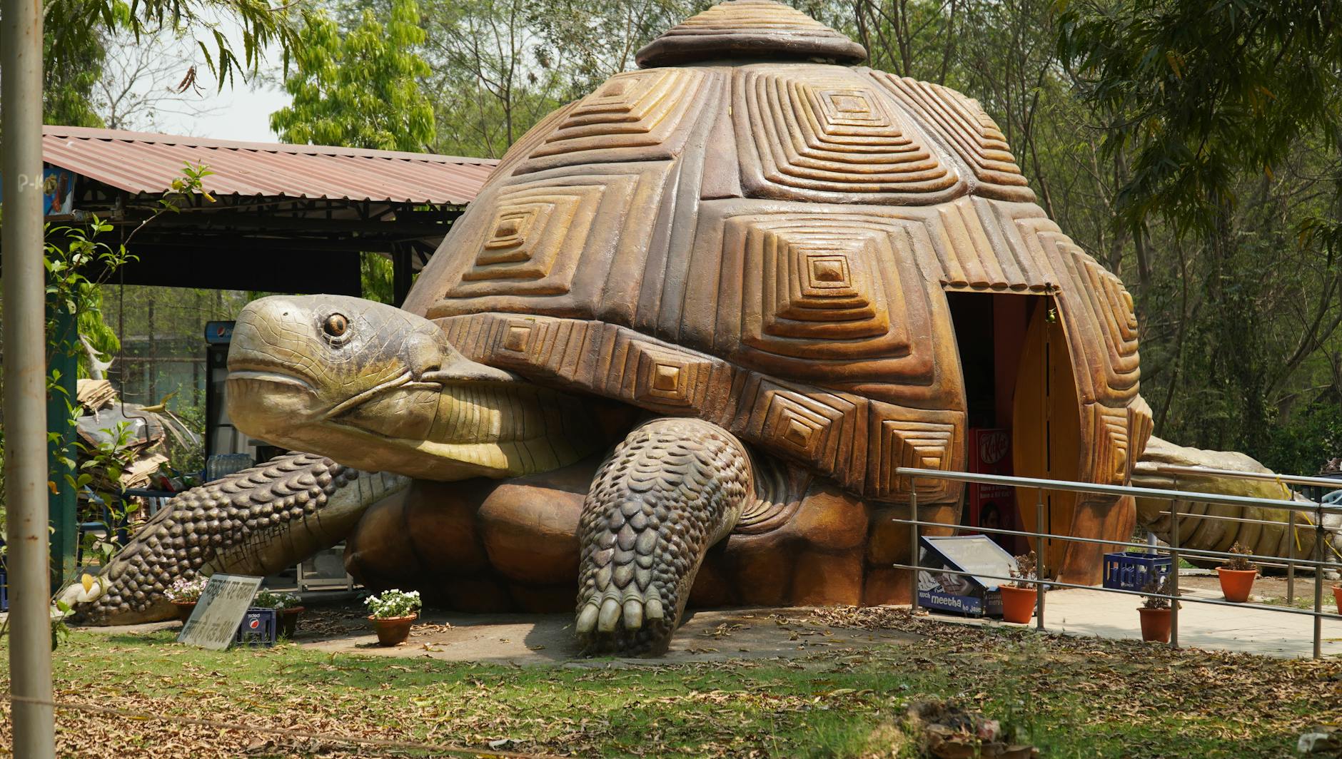 Żółw grecki hodowla i pielęgnacja – kompletny poradnik