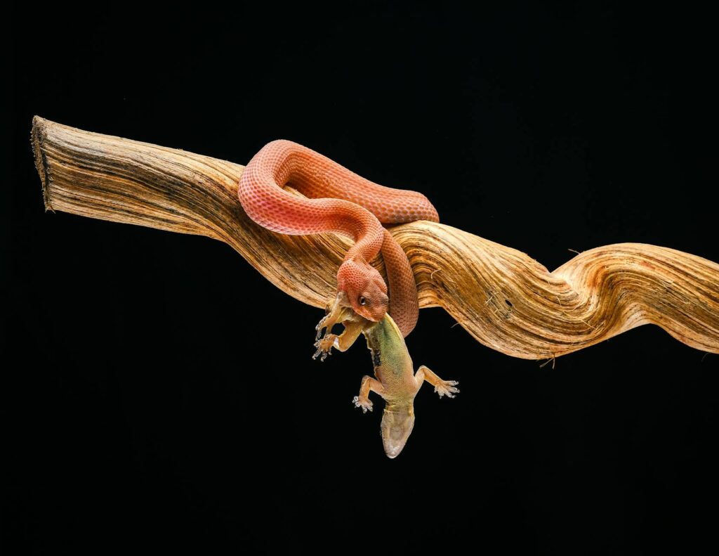 wąż kukurydziany hybryda