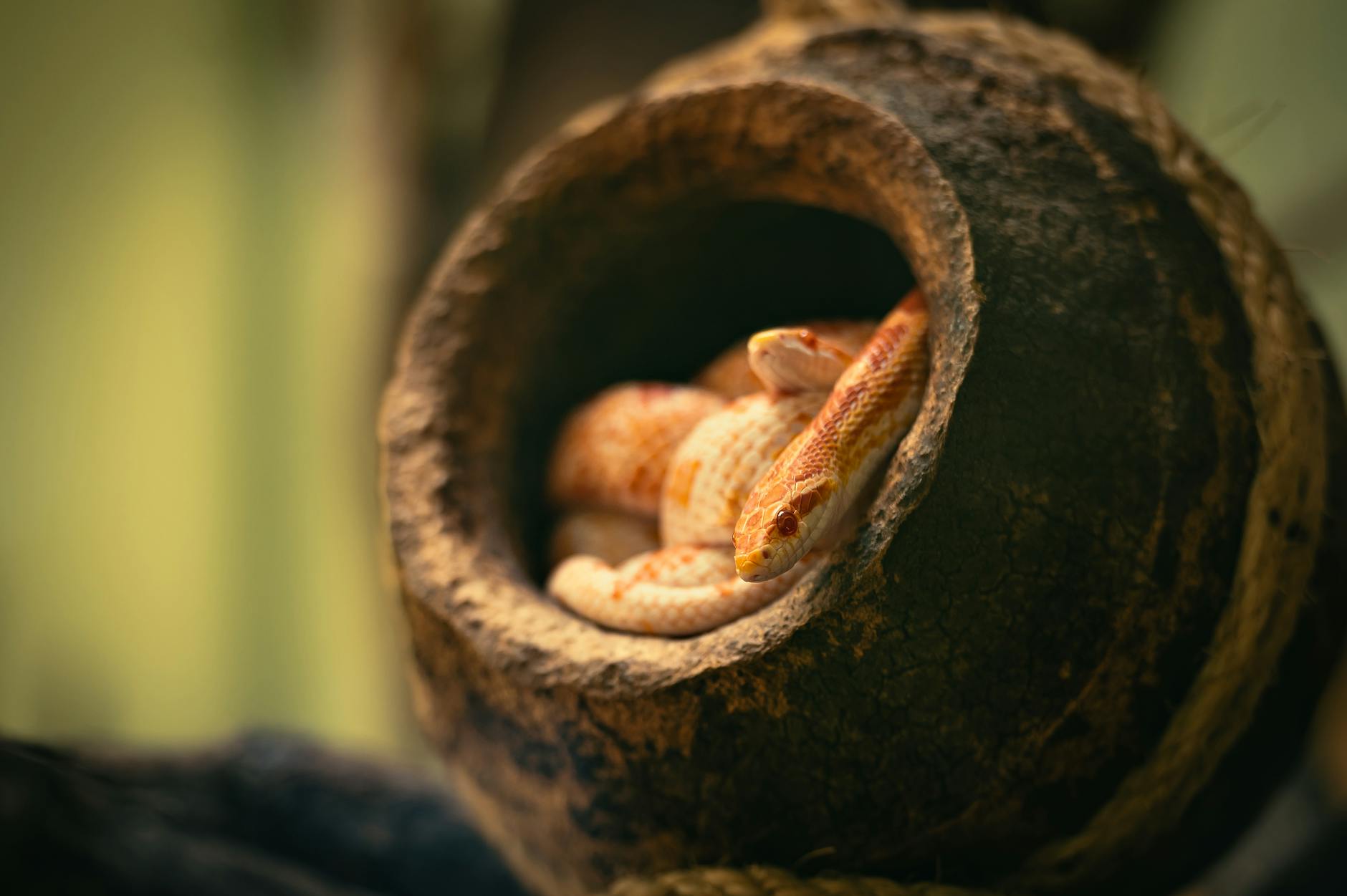 wąż kukurydziany nie chce jeść